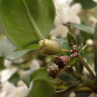 Hedyotis trimenii var. trimenii Deb & Ratna Dutta